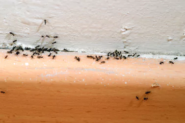 Ant Control Glen Iris