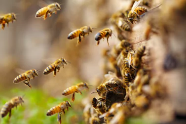 Bees Control Glen Iris