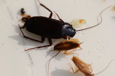 Cockroach Control Glen Iris