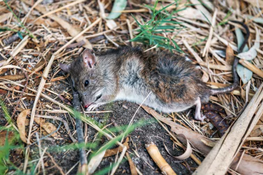 Dead Animal Removal Glen Iris