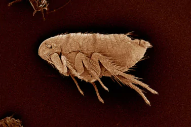 Flea Control Glen Iris