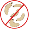 Maggot Control Glen Iris