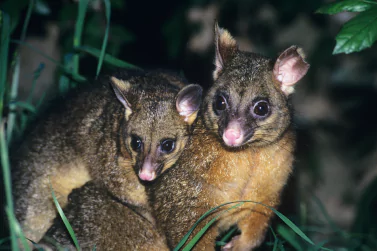 Possum Removal Glen Iris
