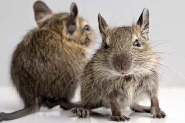 Rodent Control Glen Iris
