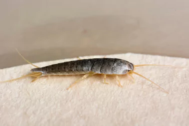 Silverfish Control Glen Iris