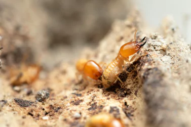 Termite Control Glen Iris