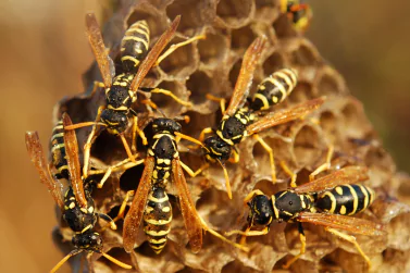 Wasp Control Glen Iris